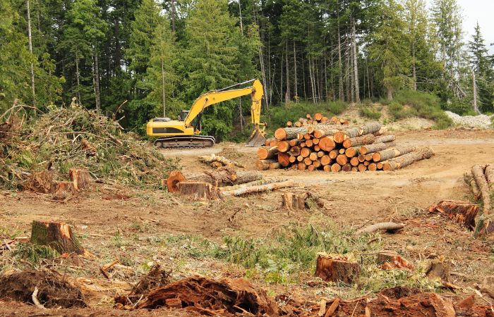 Forest Stewardship Council (FSC) sustainable forest management