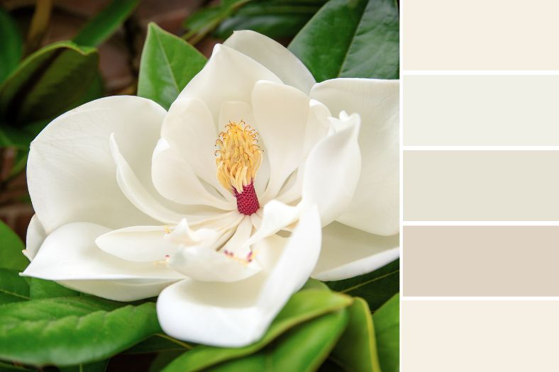 magnolia colour