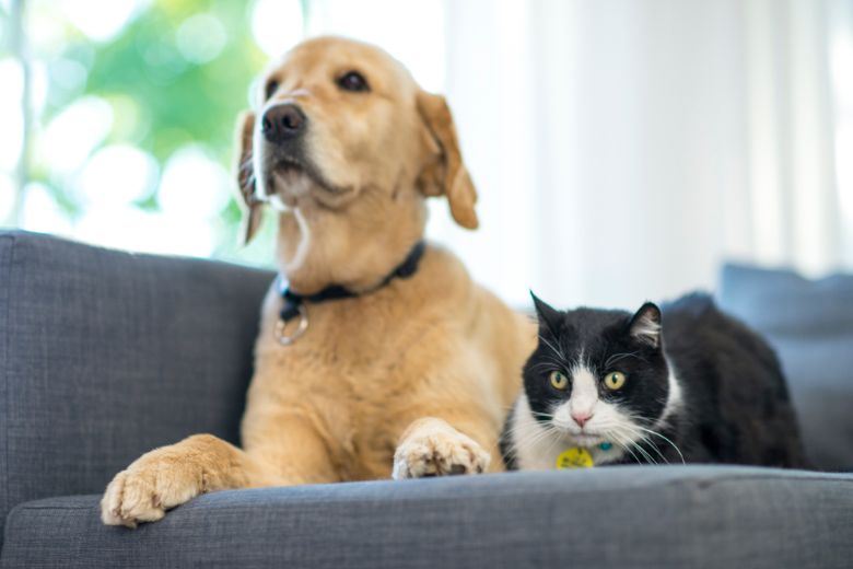 cat and dog sitting on a sofa