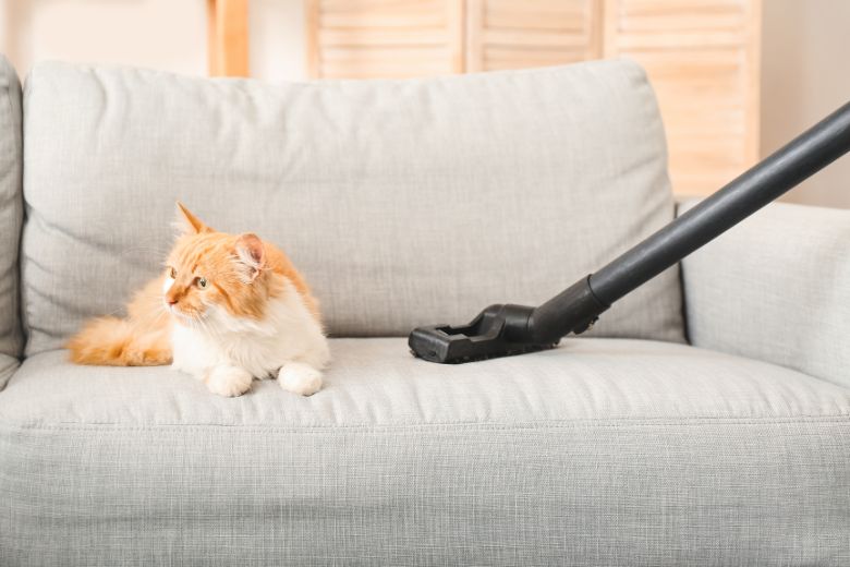 vacuuming sofa from pet fur